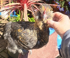 Araucana x Silkie cross boy - 4