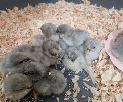 Lavender Pekin Bantam day old chicks