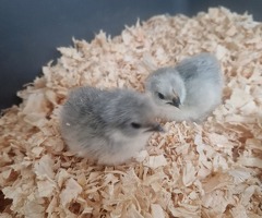 Lavender Pekin Bantam day old chicks - 2