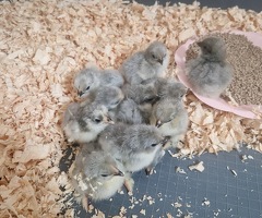 Lavender Pekin Bantam day old chicks - 3