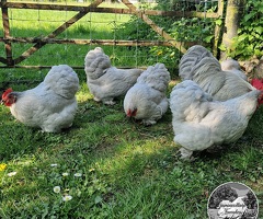 Lavender Pekin Bantam day old chicks - 4