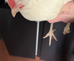 14 week cockerel