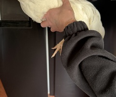 14 week cockerel - 2
