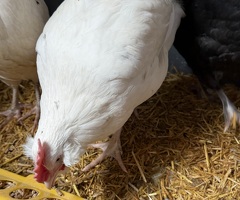 14 week cockerel - 3