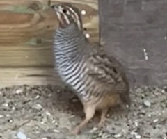 Jungle bush quail male