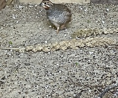 Jungle bush quail male - 2