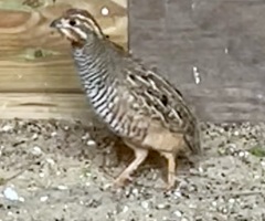 Jungle bush quail male - 3