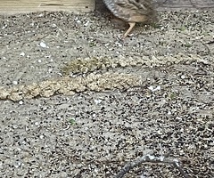 Jungle bush quail male - 4