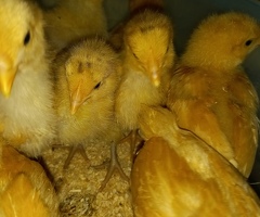 11 Buff Orpington Chicks GUARANTEED FEMALE