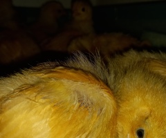 11 Buff Orpington Chicks GUARANTEED FEMALE - 2