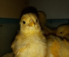 11 Buff Orpington Chicks GUARANTEED FEMALE - 3
