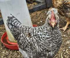 cream legbar cockerel