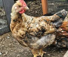 Farm yard mix cockerels