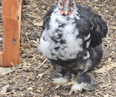 Pekin Bantam cockerel