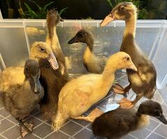 Ducklings