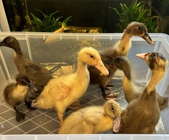 Ducklings - 2