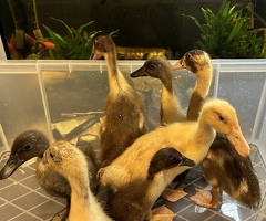 Ducklings - 3
