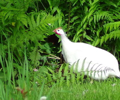 Guinea Fowl eggs x6