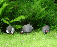 Guinea Fowl eggs x6 - 2