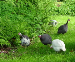Guinea Fowl eggs x6 - 3