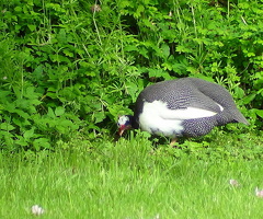 Guinea Fowl eggs x6 - 4