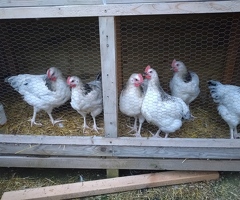 6 x Chicken Roosters good breed 8 weeks old