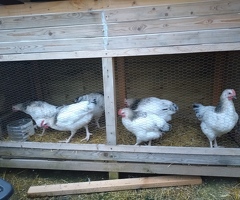 6 x Chicken Roosters good breed 8 weeks old - 2