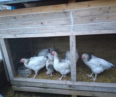 6 x Chicken Roosters good breed 8 weeks old - 3