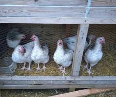 6 x Chicken Roosters good breed 8 weeks old - 4