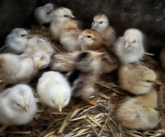 14 chicks for sale