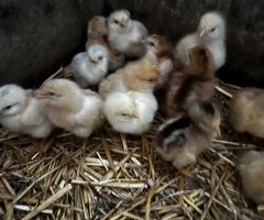 14 chicks for sale - 2