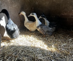 ducks and drakes for sale