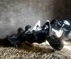 ducks and drakes for sale - 2