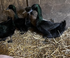 ducks and drakes for sale - 3