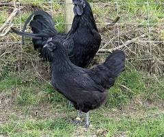 Hatching Eggs Available - 2