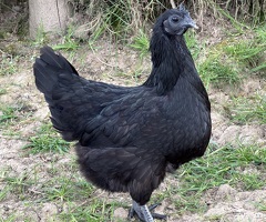 Hatching Eggs Available - 3