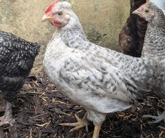 Bantam rooster