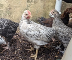 Bantam rooster - 2