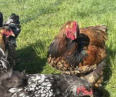 Gold/silver laced Brahma hatching eggs