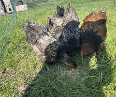 Gold/silver laced Brahma hatching eggs - 2