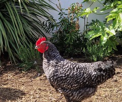 Young cockerel 14 weeks
