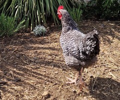 Young cockerel 14 weeks - 2