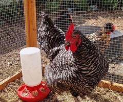 Young cockerel 14 weeks - 3