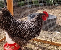 Young cockerel 14 weeks - 4