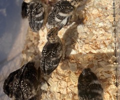 Pure Norfolk Bronze Turkey Poults & hatching eggs