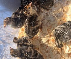 Pure Norfolk Bronze Turkey Poults & hatching eggs - 2