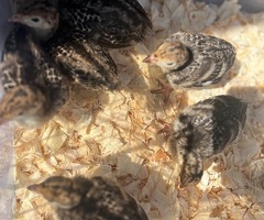 Pure Norfolk Bronze Turkey Poults & hatching eggs - 3