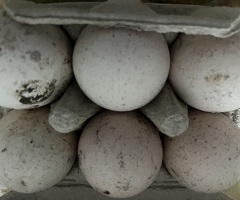 Pure Norfolk Bronze Turkey Poults & hatching eggs - 4
