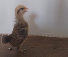 Serama chicks for sale