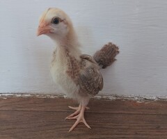 Serama chicks for sale - 2
